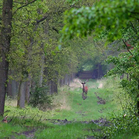 Near De Veluwe, Cleaning Included